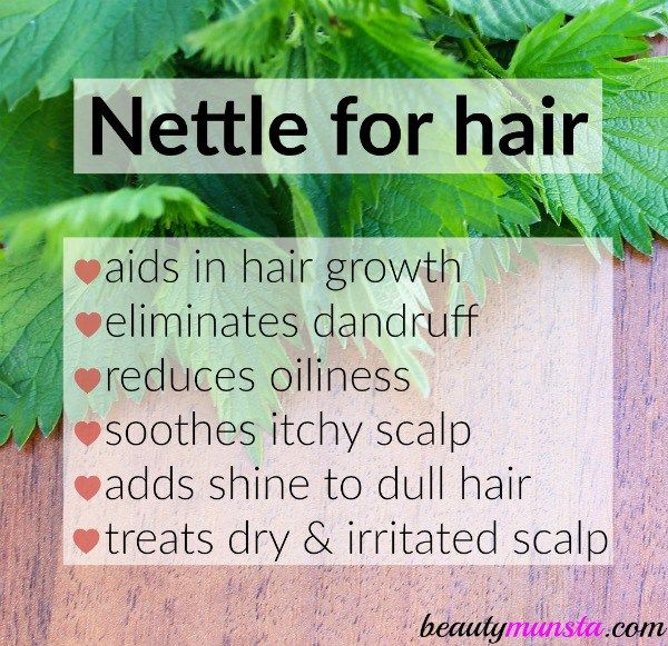 NETTLE TEA/ROSEMARY OIL HAIR TONIC MOISTURIZER - Ancient Herbal Care