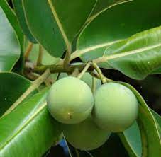 Organic Vegan Tamanu Facial Cream - Ancient Herbal Care